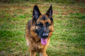 close-up photo of the head and the rest of the body of a standing German shepherd dog, looking relaxed at the camera, mouth ajar, tongue sticking out and ears pricked. In the background the unfocused 