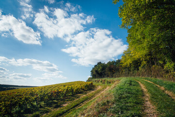 Un chemin de campagne à travers les vignes et les bois. Une route de campagne vers les vignes et une forêt.