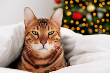 Funny sceptic frown grinning green-eyed bengal cat rosettes in gold lying in bed under warm white blanket near Christmas tree.Pet relaxing.Copy space