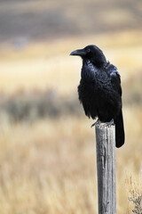 Selected focus on alert, black raven perched on fence post in Wyoming