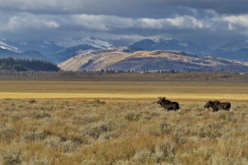 Obraz premium Pair of bull moose walk together in autumn beauty of Grand Teton National Park