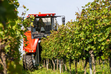 Grape harvest of red wine grapes