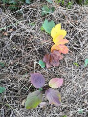 autumn leaves on the ground