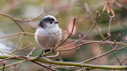 Cute long-tailed tit (Aegithalos caudatus) perching on a branch, profile view, in a UK garden