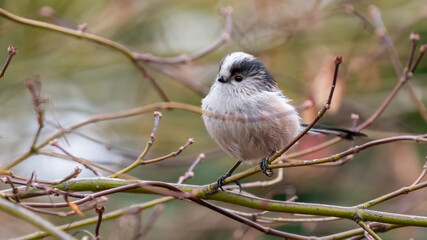 Cute long-tailed tit (Aegithalos caudatus) perched on a branch in a UK garden