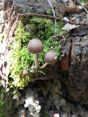 mushrooms in the forest