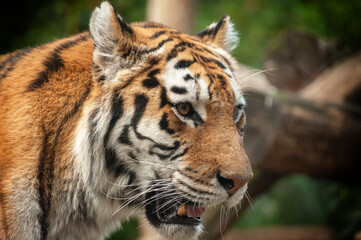 Bengal Tiger in forest .