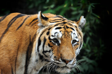 Bengal Tiger in forest .