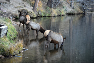 Wild elk in Colorado