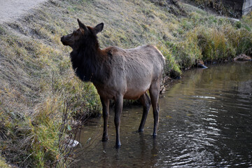 Wild elk in Colorado