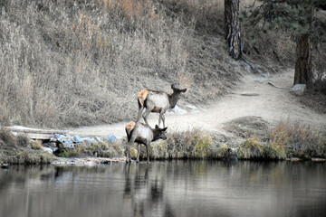 Wild elk in Colorado