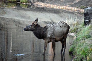 Wild elk in Colorado
