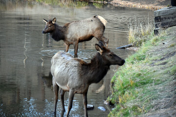 Wild elk in Colorado