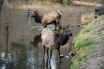 Wild elk in Colorado