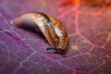 European slug on a beautiful background in the form of a colorful autumn leaf, selective focus