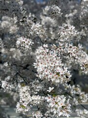Cherry blossoms