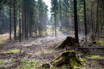 forest in autumn