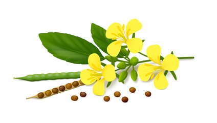 Lying down mustard plant (Brassica juncea) with yellow flowers, pods (ripe, unripe), leaves and brown seeds. White background. Realistic vector illustration. Side view.