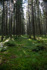 Obraz premium footpath in the woods