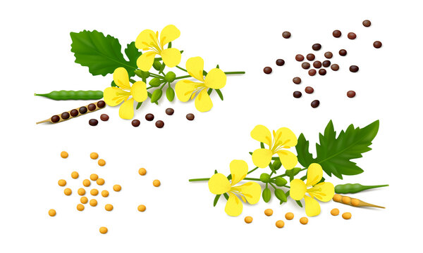 Mustard plant (Brassica nigra and Brassica alba) with flowers, leaves, pods, yellow and black seeds. White background. Realistic vector illustration.