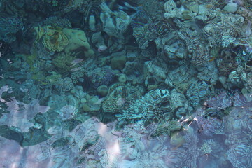 Great view of the seabed. Corals and reefs. Underwater world