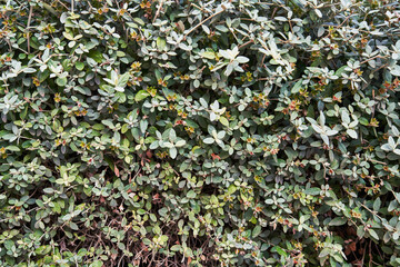 Beautiful plants closeup texture image