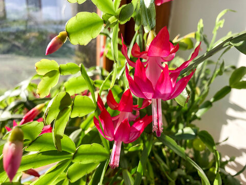 Blooming pink Christmas cactus or in other common names Thanksgiving cactus, Schlumbergera Truncata, crab, holiday or chain cactus close-up