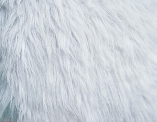 Obraz premium Beautiful fur texture image