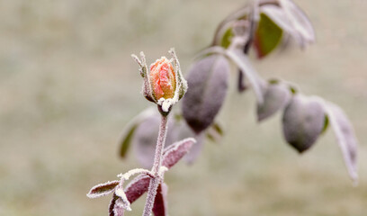 Rosebud. Rosebud in hoarfrost. Rosebud in autumn