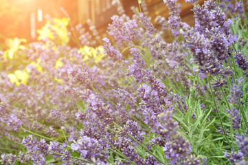 Lavender flowers in the rays of the summer sun.
