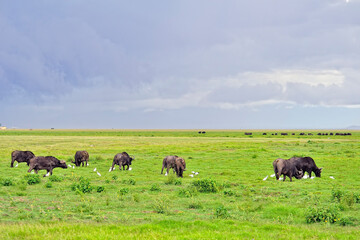 A picture of some buffaloes