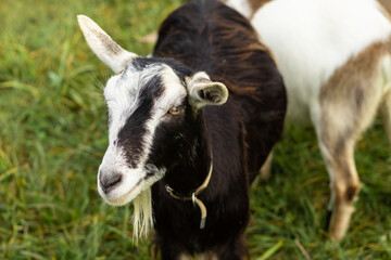 Cute goat kid isolated on a white
