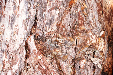 Pine tree texture. Cedar macro background. Wood nature surface. Abstract material design. Mediterranean grain. Firewood wallpaper