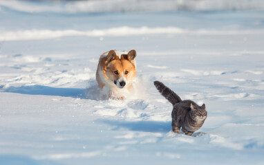 corgi dog runs after a cat in the deep snow of the winter garden