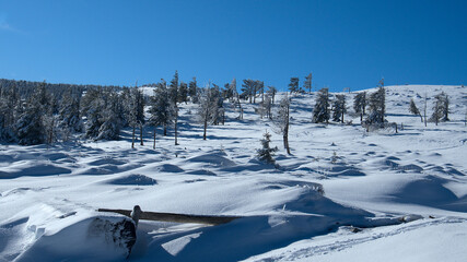 Wind-blown fir trees