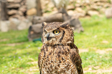eagle owl posing perched on a branch (Bubo bubo)