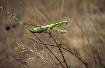 big green praying mantis sitting on a branch in the grass close-up