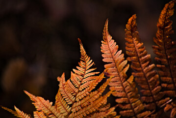 Uwiędły liść paproci . Jesień , barwa . A withered fern leaf. Autumn, color.  - obrazy, fototapety, plakaty