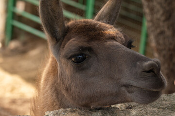 Fototapeta premium brown llama part of the head (Lama glama)