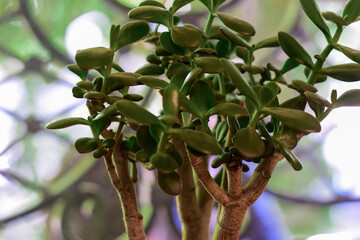 healthy green crassula ovata succulent jade plant lucky money tree indoor on window-sill