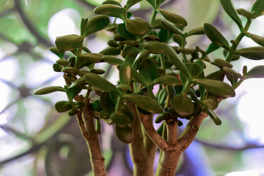 healthy green crassula ovata succulent jade plant lucky money tree indoor on window-sill