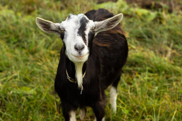 Cute goat kid isolated on a white