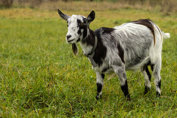 Fototapeta premium a black-and-white wool goat grazes on a pasture, the concept of agriculture.goat's milk