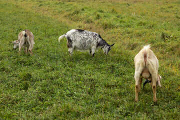 Obraz premium a black-and-white wool goat grazes on a pasture, the concept of agriculture.goat's milk