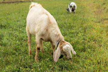 a black-and-white wool goat grazes on a pasture, the concept of agriculture.goat's milk