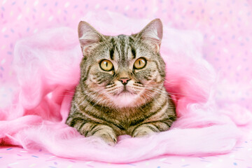 Fototapeta na wymiar Scottish cat on a pink background. A cat among pink wool decorations.