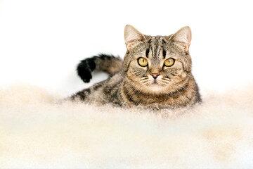 The cat lies on the down of the cattail. Scottish chocolate tabby cat lies on a white background.