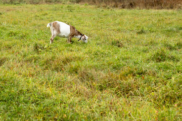 Fototapeta premium a black-and-white wool goat grazes on a pasture, the concept of agriculture.goat's milk