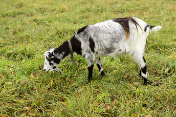 a black-and-white wool goat grazes on a pasture, the concept of agriculture.goat's milk