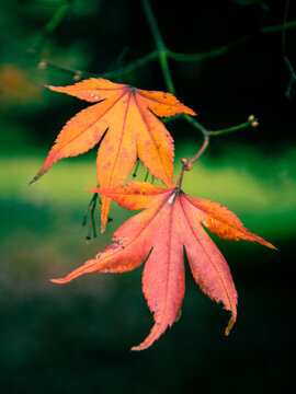Close up of red Japanese Maple Acer leaves in Autumn, with defocused green background